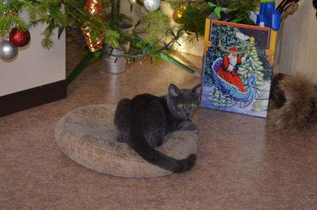 Котовторник 9.01.2018