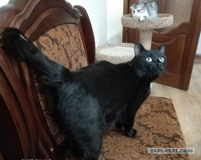 Котовторник 27.03.2018