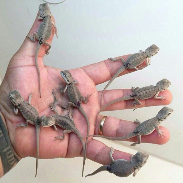 Живность из сети