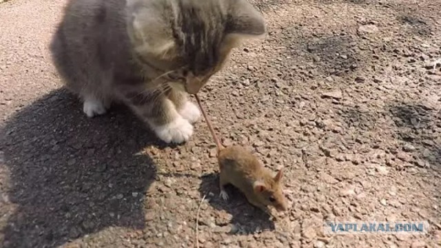 Как мы ловили крысу
