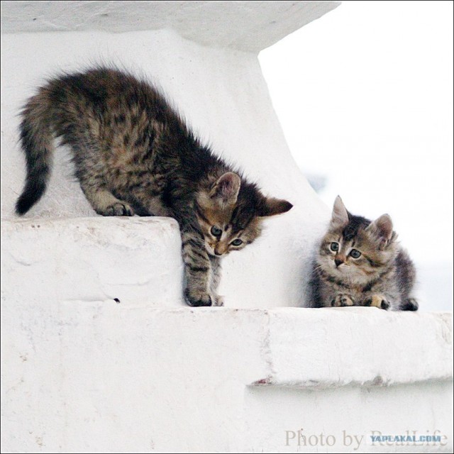 Котовторник (13.01)