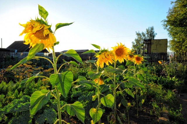 Просто Природа