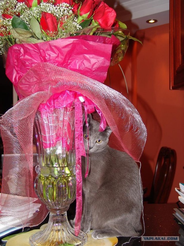 Ура, котовторник!