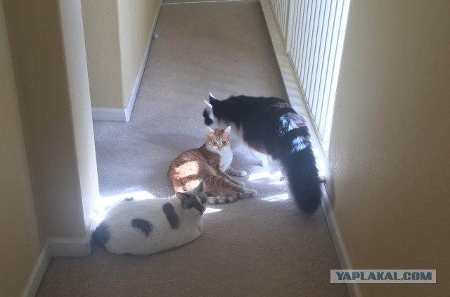 Котовторник 27.11.2018