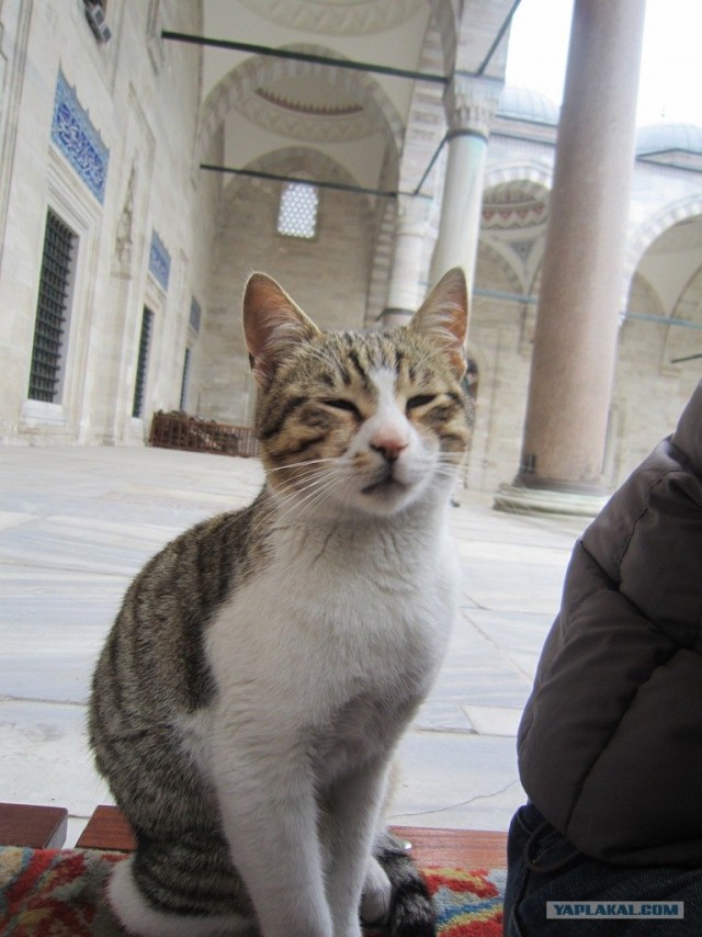 Котовторник (10.01.2012)