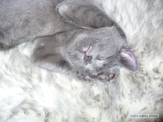 Котовторник! 13.03.2012