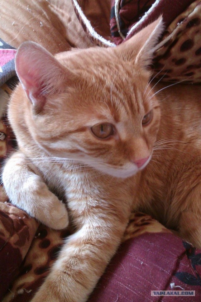 Котовторник 10. 07. 2012