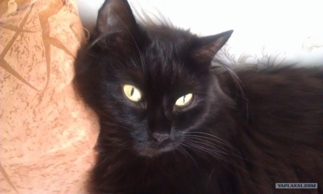 Котовторник 24.07.2012