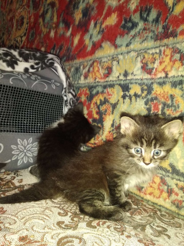 Забавные фото котеек