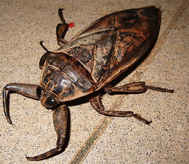 Эти огромные жуки напугают кого угодно