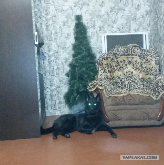 Навеяло темой про брошенного котейку