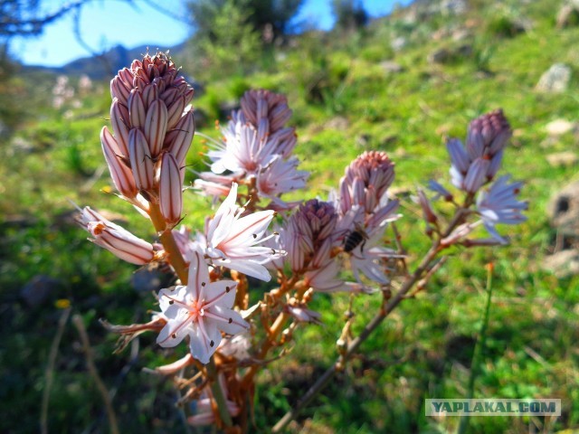 Лапша лугового флота свободного выгула