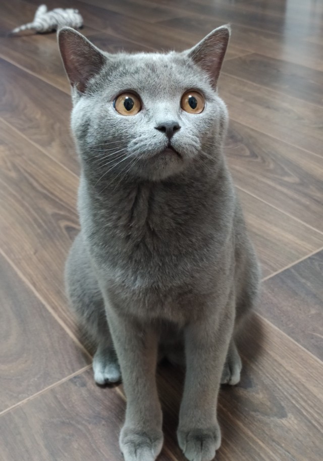 Коты, которые нас порадовали!