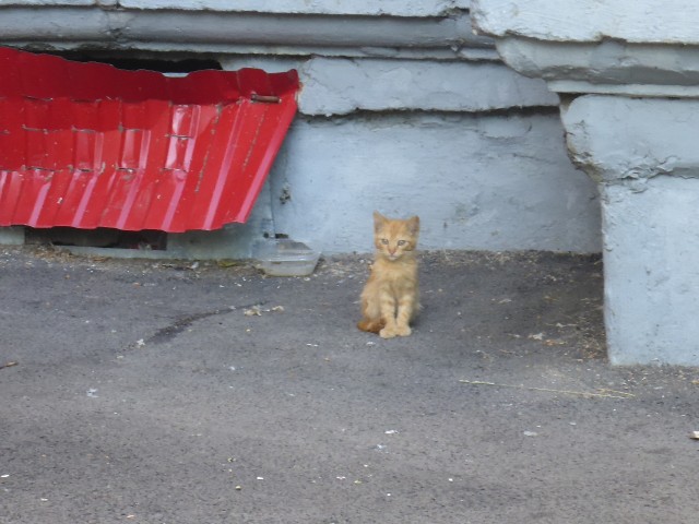 Забавные животные