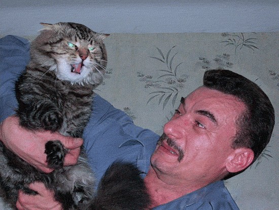 Злой кот