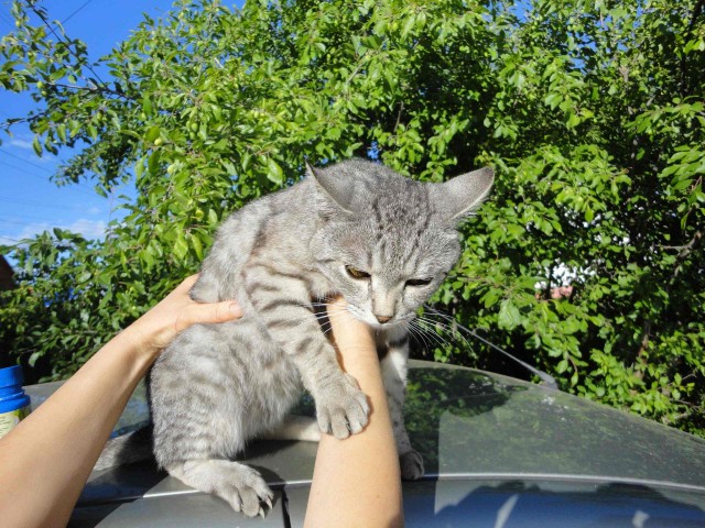 Эти забавные животные