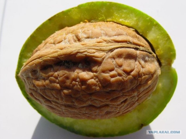 Белка