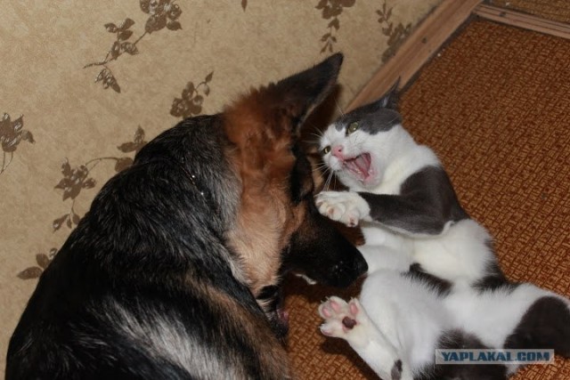 Котейка будит хозяйку
