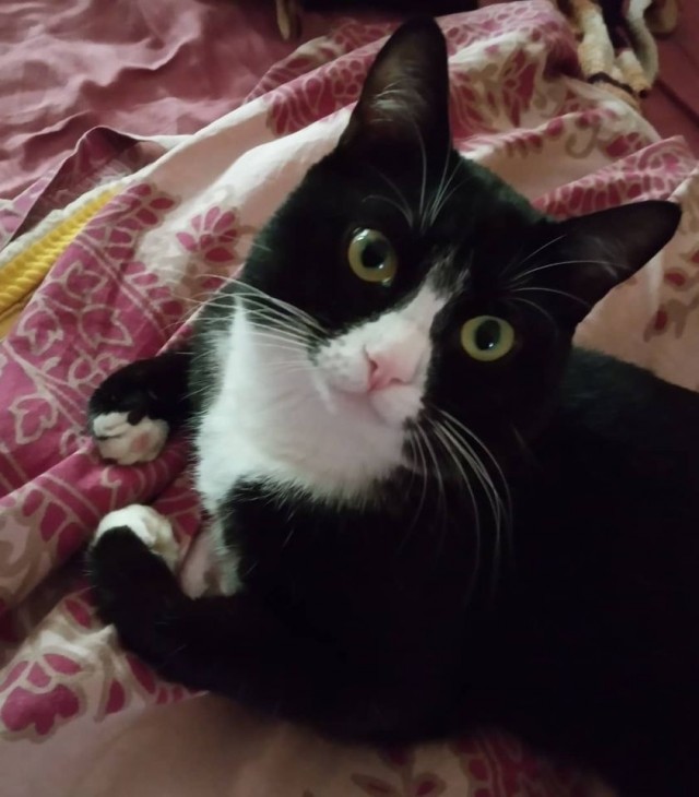 Вторник-кото
