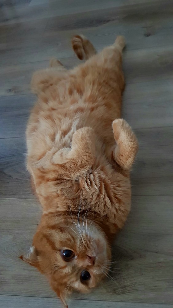 Котовторник