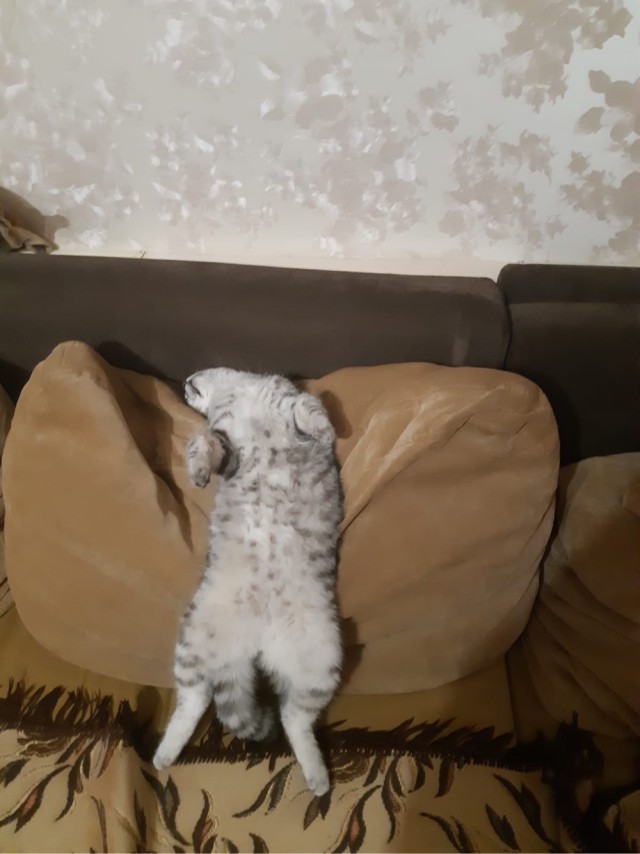 Вторник. Котэ. Пора