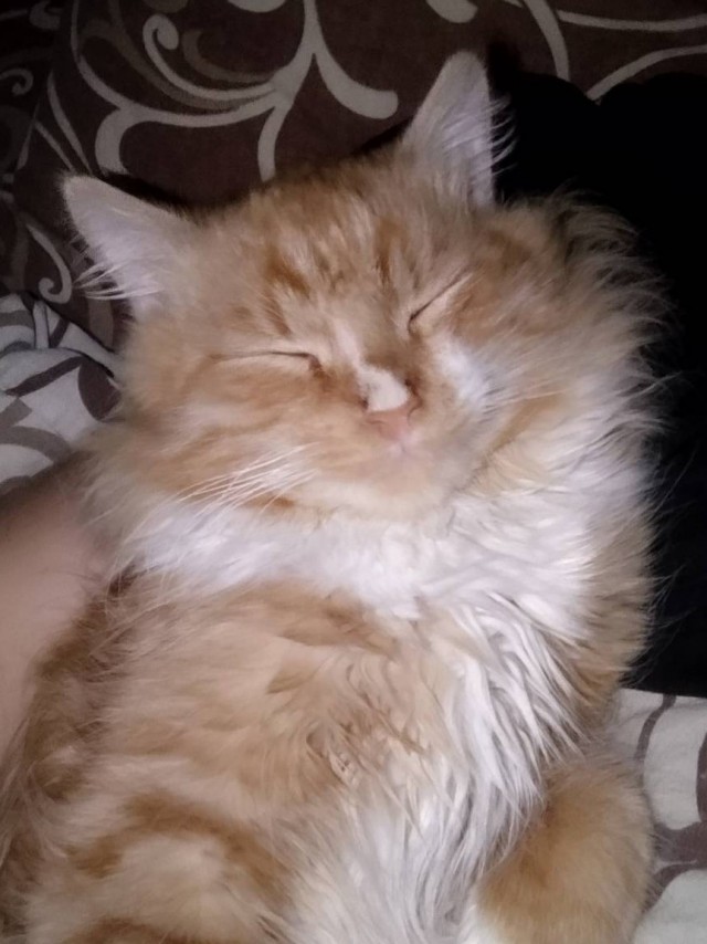Господа и дамы ЯПа! Котовторник у нас начался! Отойдите от политоты и давайте котиков побольше!