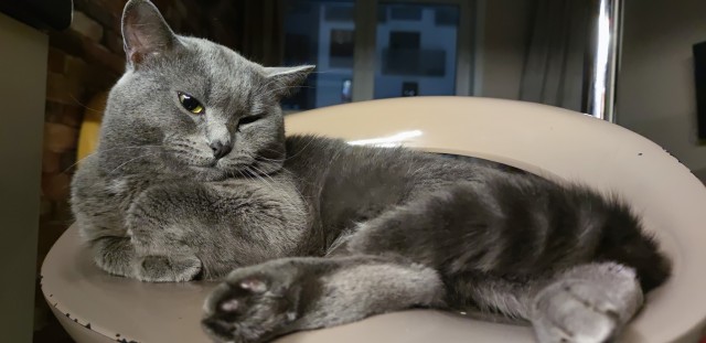 Котики не имеют национальности!!