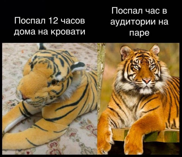 Весёлый полтишок 26.04.22
