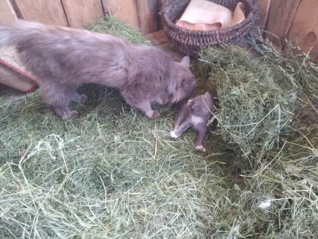 Кот притащил котёнка