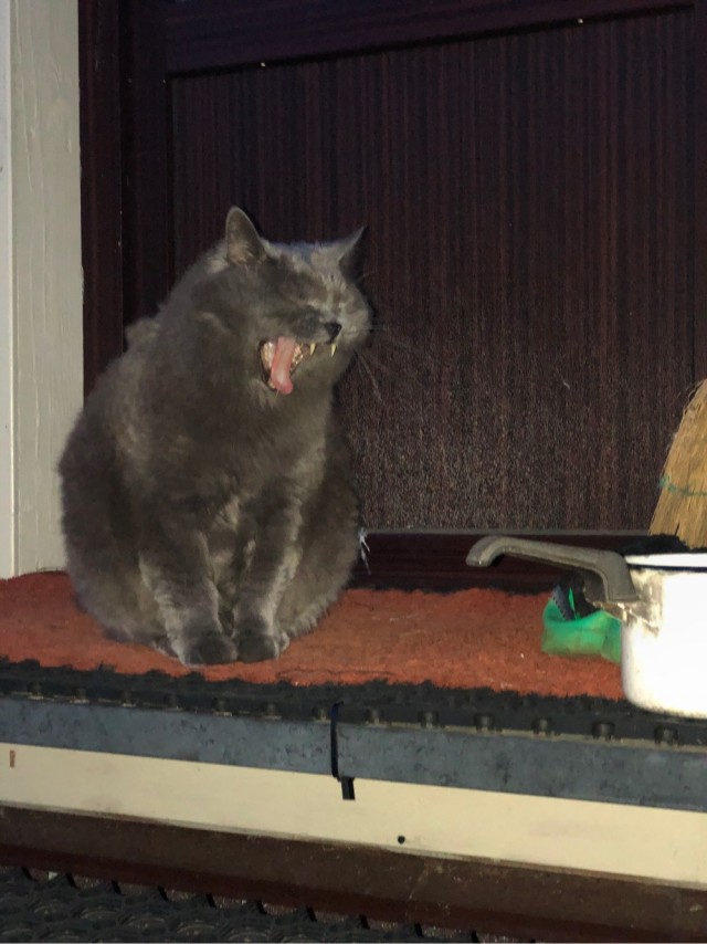 Начну котовторник чуть раньше!