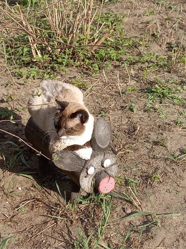 К нам пришел косоглазый кот