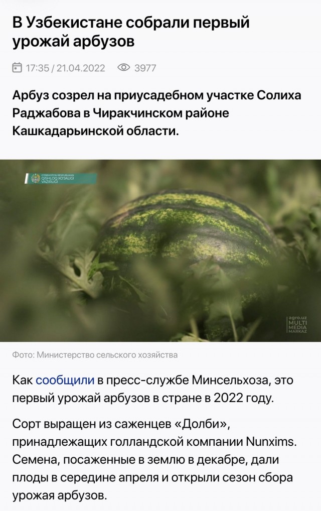 Спелая арбузиха-малютка
