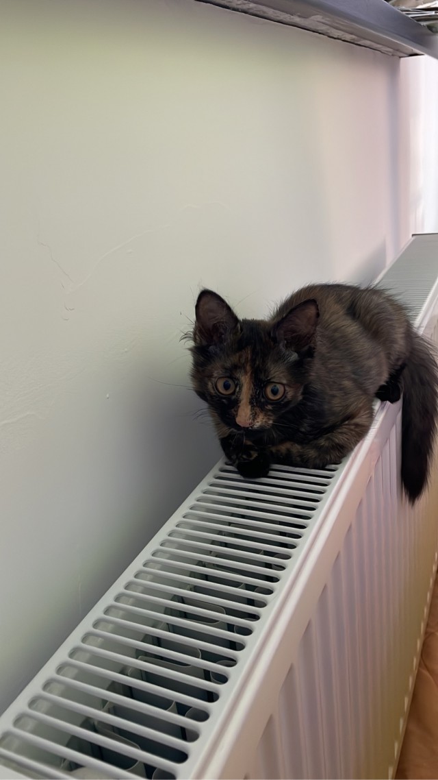 Котодракула