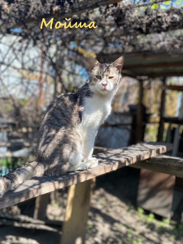 Жизнь домашнего приюта "Котоленд" 388