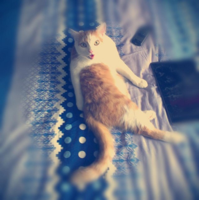 Котовторник 16.04.2013
