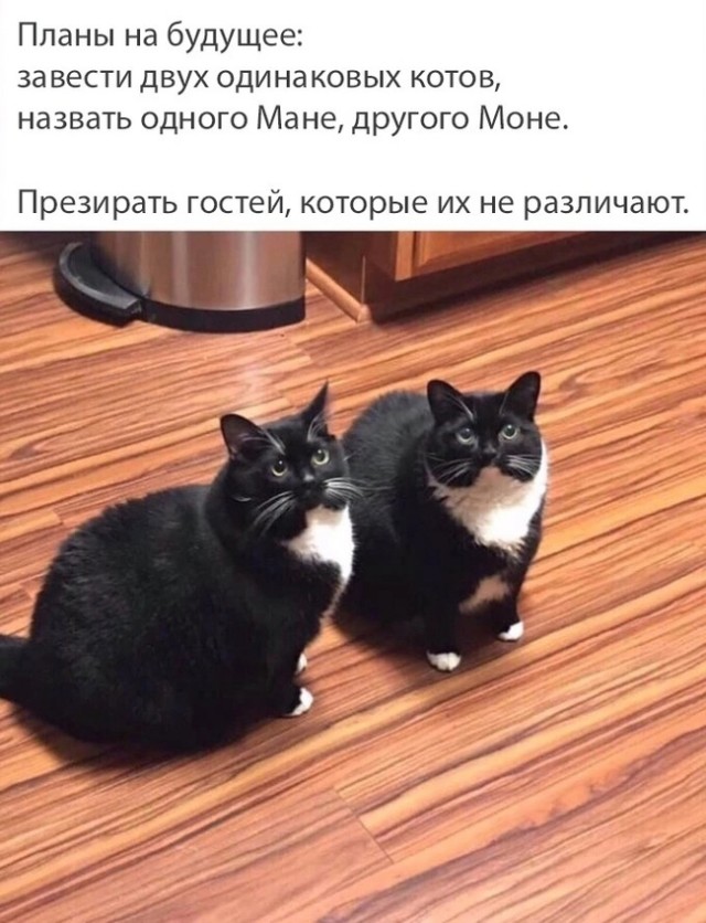 Жизнь домашнего приюта для котеек 461