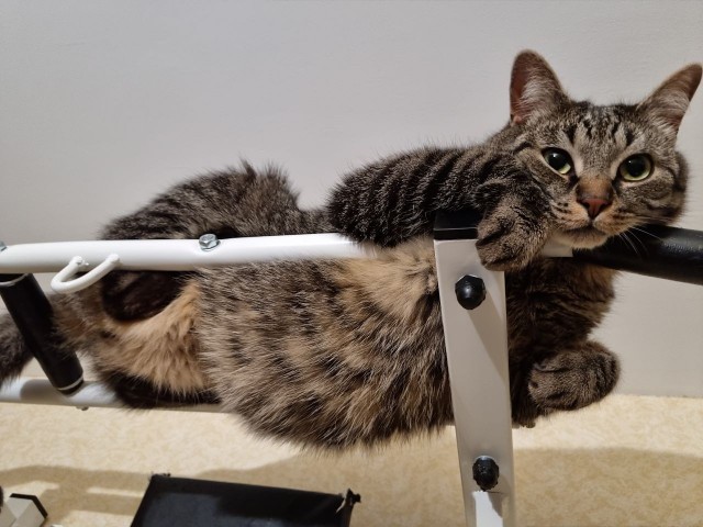 Толстые коты