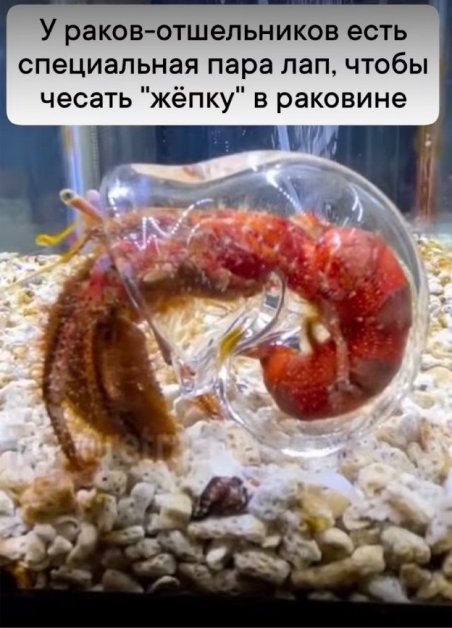 Весёлый полтишок 18.01.24