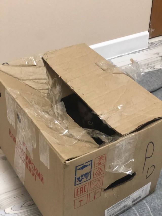 В Раменском кто-то выбросил котика-сфинкса в мусорный бак в коробке, заклеенной скотчем