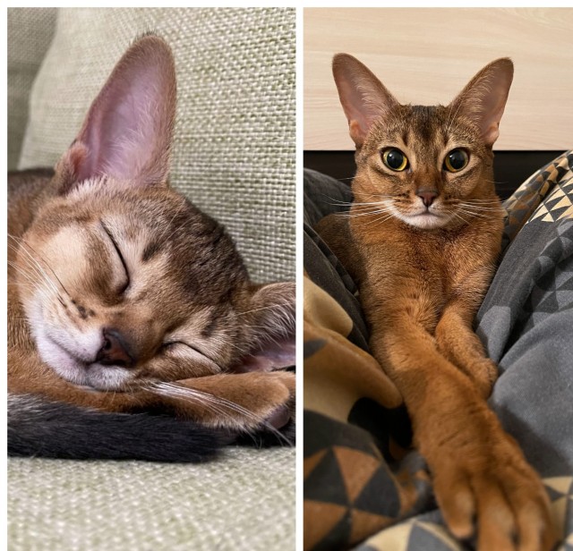 Котовторник, от мала до велика