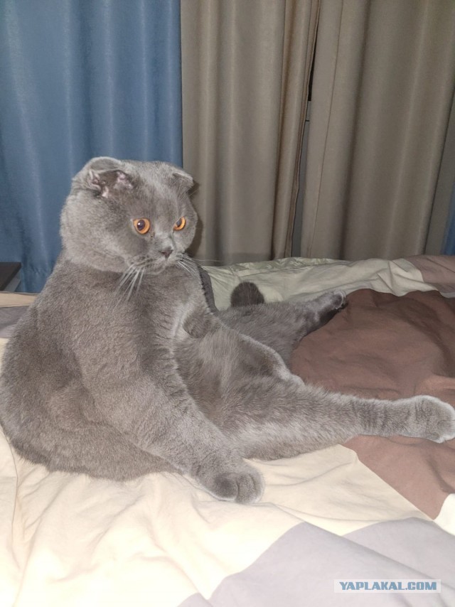 Нажрался и спит