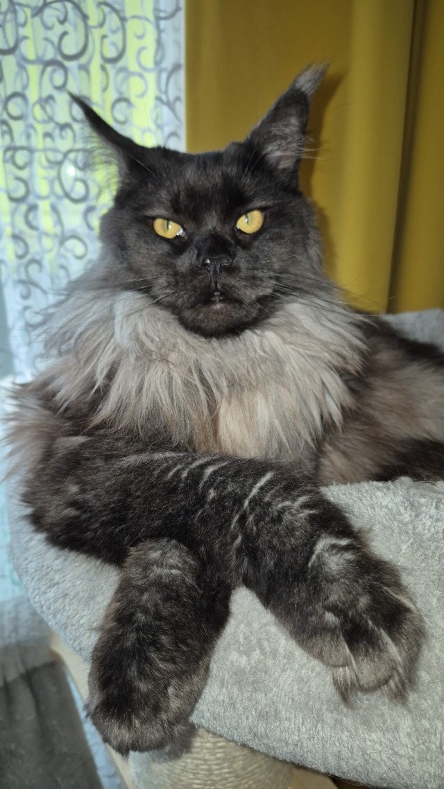 Коты, которые смирились со своей участью