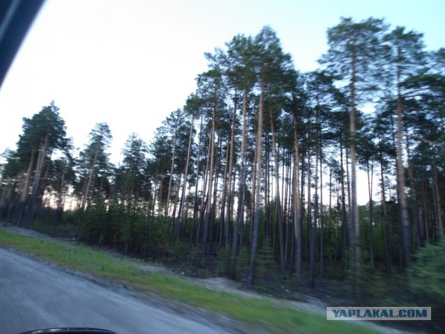 Красота! Лето на Ямале. Фото