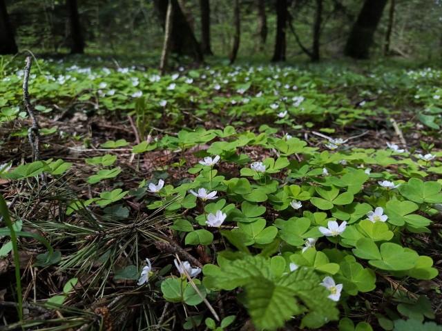 Литболталка