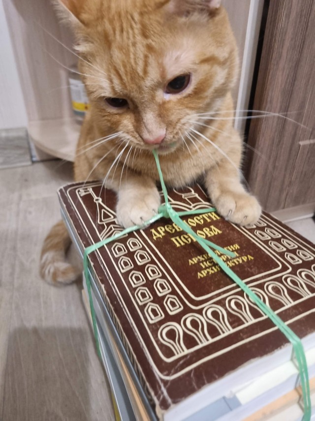 Котовторник.