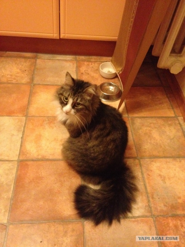 Котовторник 25.06.2013