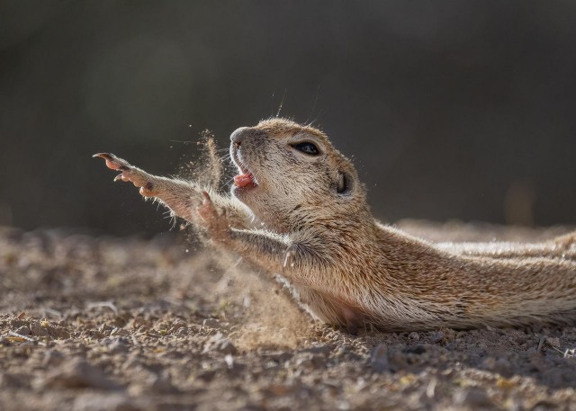 Заряд позитива: взгляните на 25 самых забавных снимков