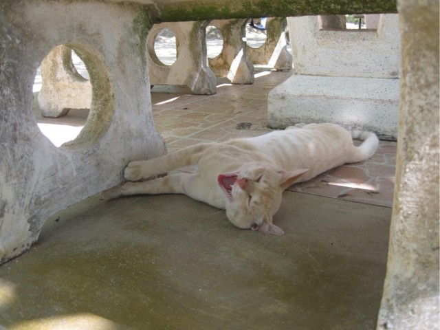 Турецкий кот.