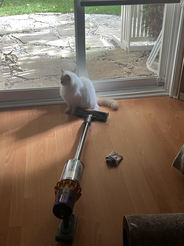 Напугал кошку пердежом