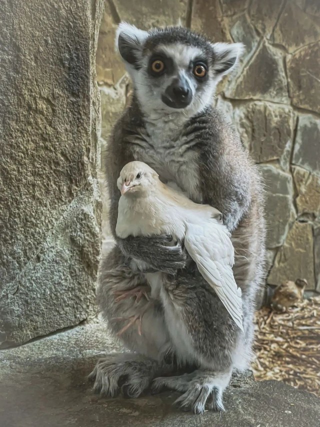 Лемур из Ростовского зоопарка подружился с голубем и согревает его